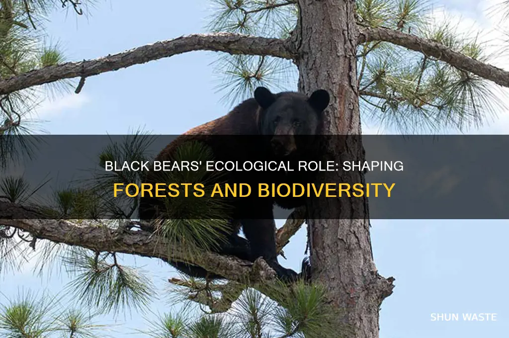 how do black bears impact the environment