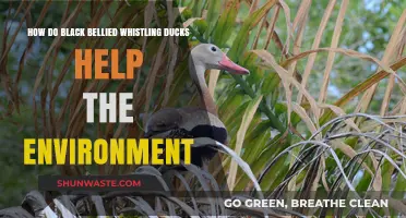 Black-Bellied Whistling Ducks: Eco-Friendly Contributions to Our Environment