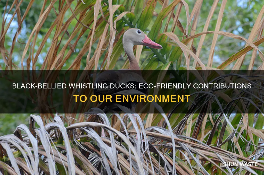 how do black bellied whistling ducks help the environment