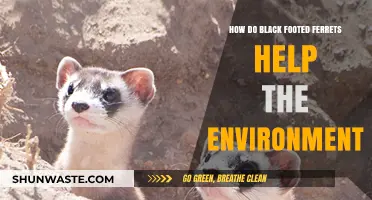 Black-Footed Ferrets: Vital Predators Restoring Prairie Ecosystems and Biodiversity