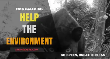 Black Panthers: Silent Guardians of Ecosystem Balance and Biodiversity