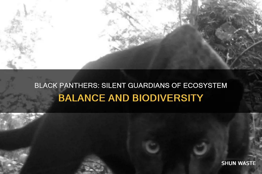 how do black panthers help the environment