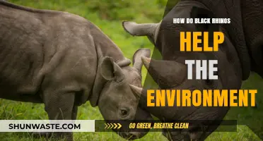 Black Rhinos: Key Environmental Stewards Shaping Ecosystems and Biodiversity