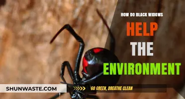 Black Widows: Unseen Heroes in Ecosystem Balance and Pest Control