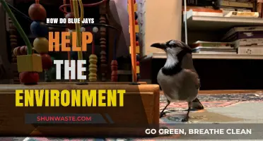 Blue Jays: Unsung Heroes in Forest Health and Ecosystem Balance
