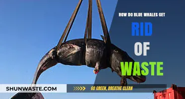 Blue Whales' Waste Disposal: Understanding Their Unique Elimination Process