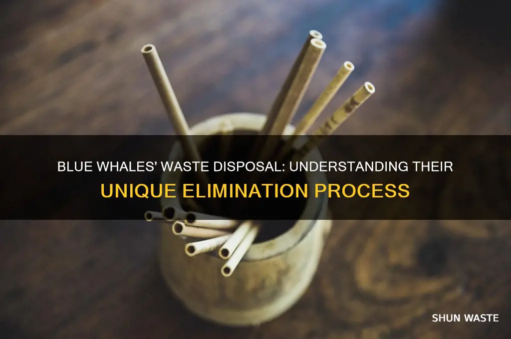 how do blue whales get rid of waste