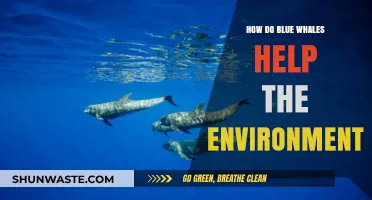 Blue Whales' Vital Role in Sustaining Our Planet's Health