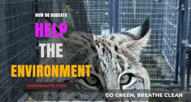 Bobcats: Essential Predators Supporting Ecosystem Balance and Biodiversity