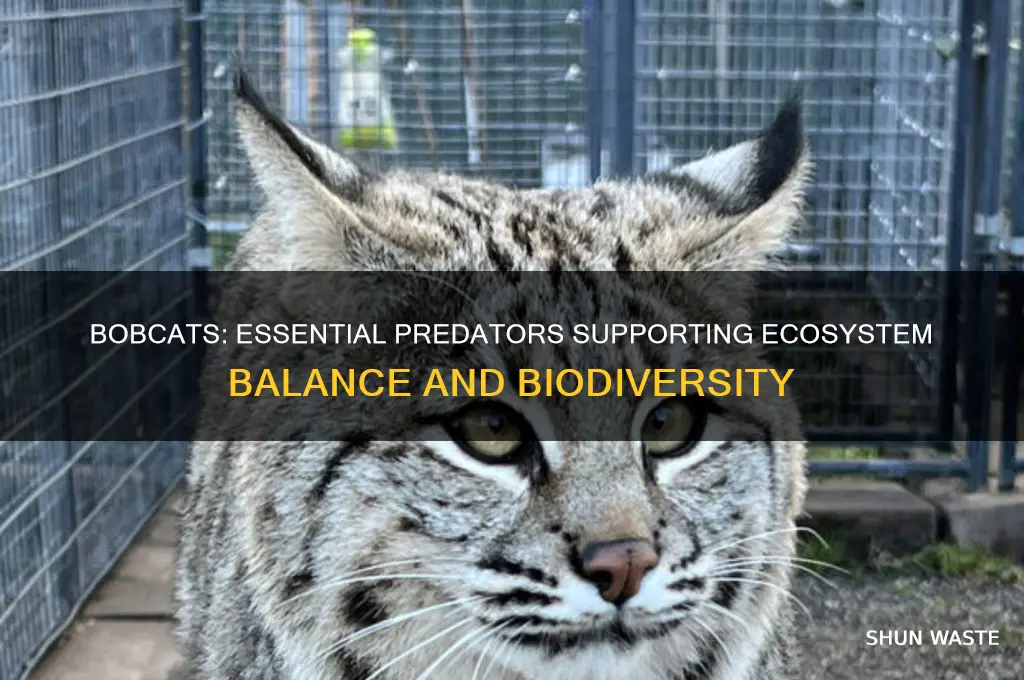 how do bobcats help the environment
