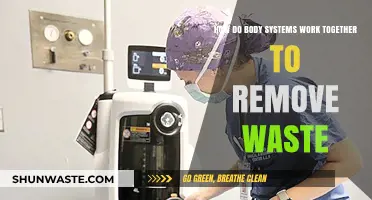 How Body Systems Collaborate to Eliminate Waste Efficiently