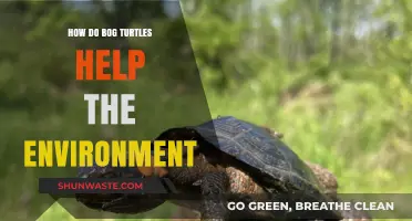 Bog Turtles: Tiny Guardians of Wetlands and Ecosystem Health