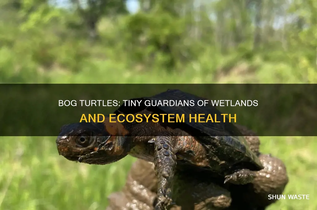 how do bog turtles help the environment