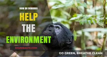 Bonobos' Vital Role in Preserving Ecosystems and Biodiversity