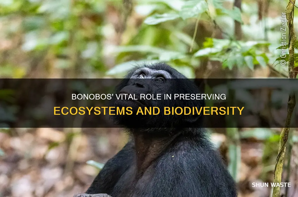 how do bonobos help the environment