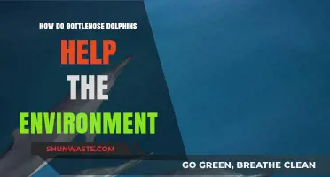 Bottlenose Dolphins: Vital Guardians of Marine Ecosystems and Biodiversity