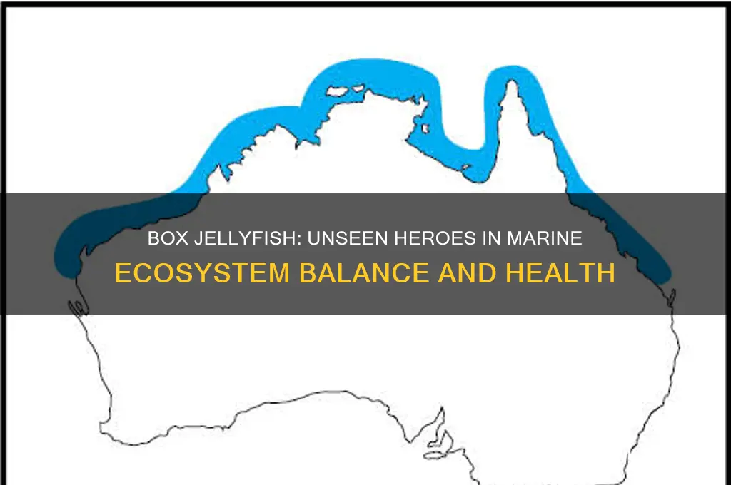 how do box jellyfish help the environment