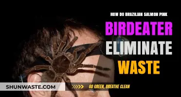 Brazilian Salmon Pink Birdeater Waste Elimination: A Unique Process Explained