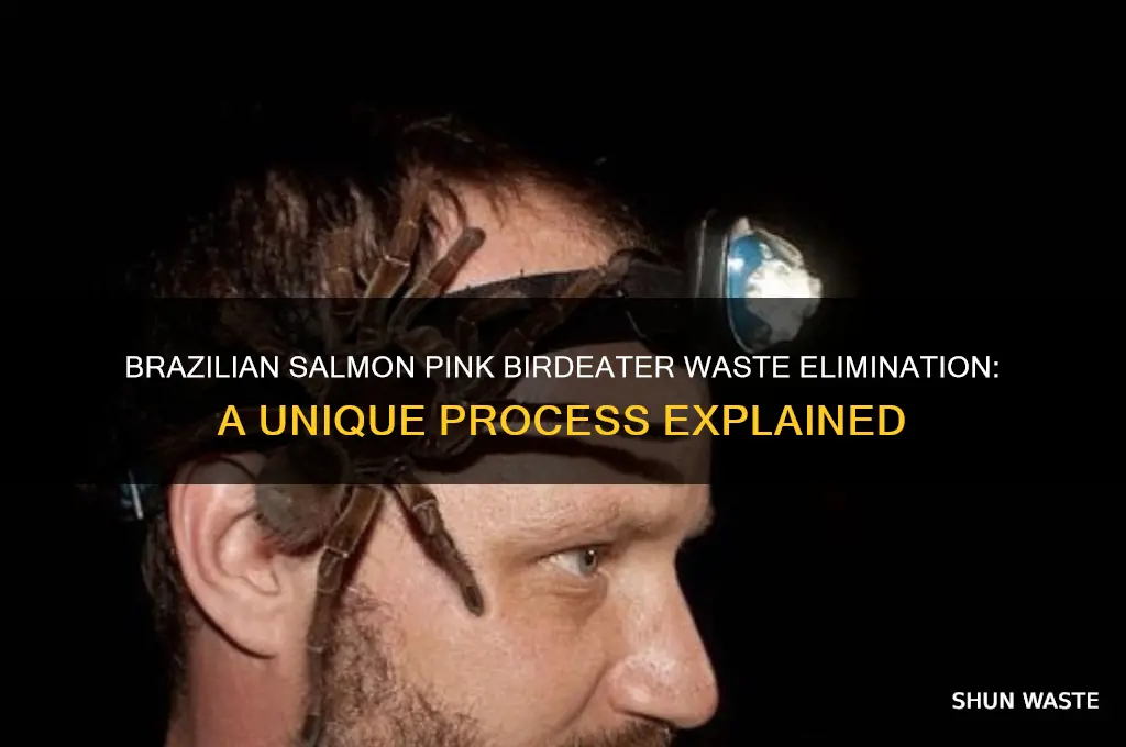 how do brazilian salmon pink birdeater eliminate waste