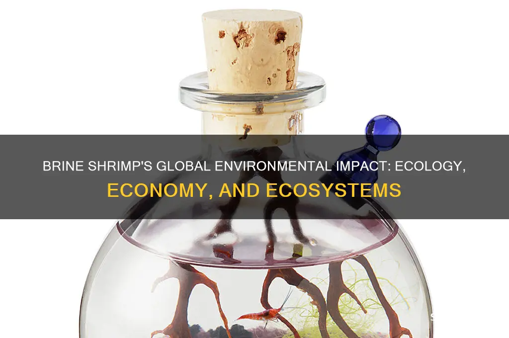 how do brine shrimp impact the environment globally