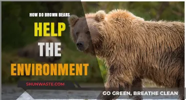 Brown Bears: Vital Eco-Engineers Shaping Healthy Ecosystems and Biodiversity