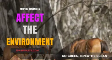 Brumbies' Environmental Impact: Exploring Their Effects on Australian Ecosystems