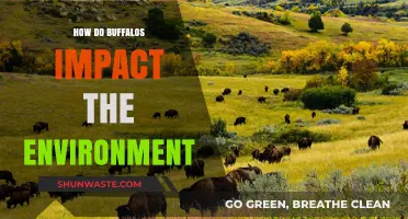Buffaloes' Environmental Impact: Shaping Ecosystems and Sustaining Biodiversity