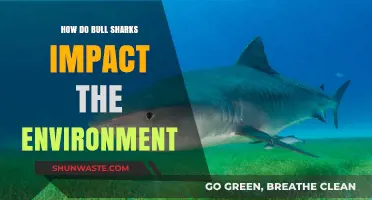 Bull Sharks' Ecological Role: Environmental Impacts and Ecosystem Balance Explained