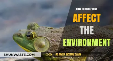 Bullfrogs' Environmental Impact: Ecosystem Disruption and Biodiversity Threats Explained