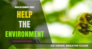Bumble Bees: Vital Pollinators Supporting Ecosystems and Environmental Health