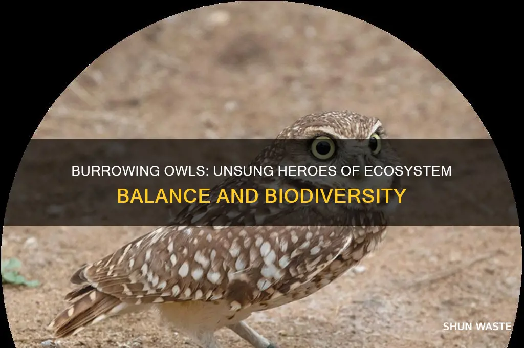 how do burrowing owls help the environment