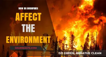 Bushfires' Devastating Impact: Environmental Consequences and Ecosystem Recovery Challenges