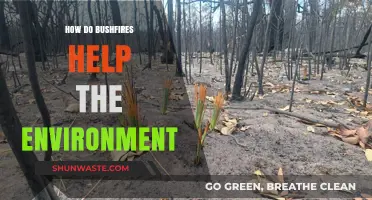 Bushfires' Surprising Role: Revitalizing Ecosystems and Promoting Biodiversity