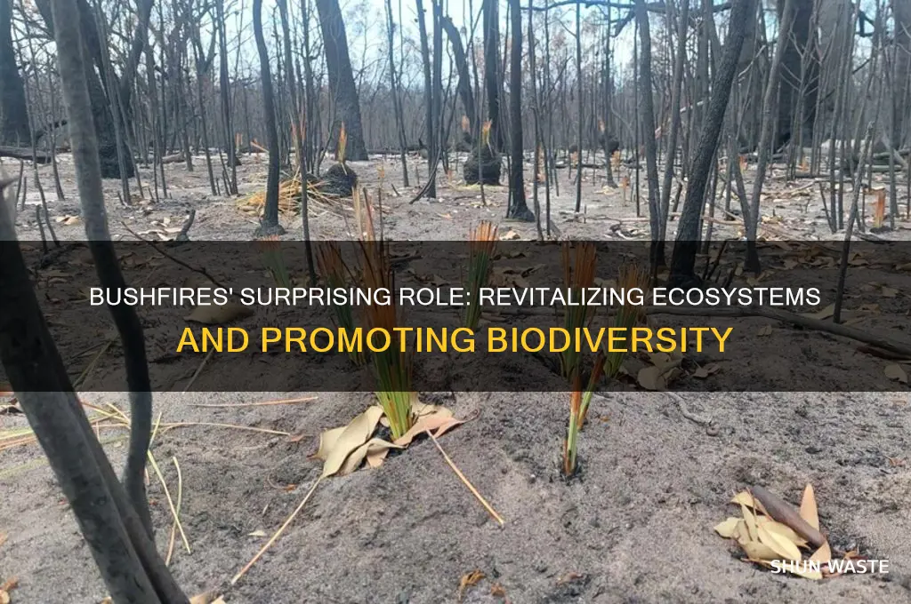 how do bushfires help the environment