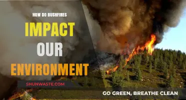 Bushfires' Devastating Effects: Understanding Their Environmental Impact and Consequences