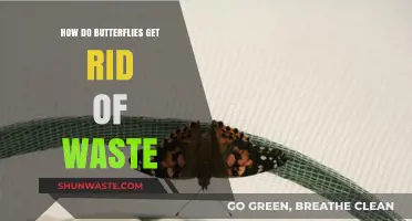 How Butterflies Eliminate Waste: The Fascinating Process of Excretion