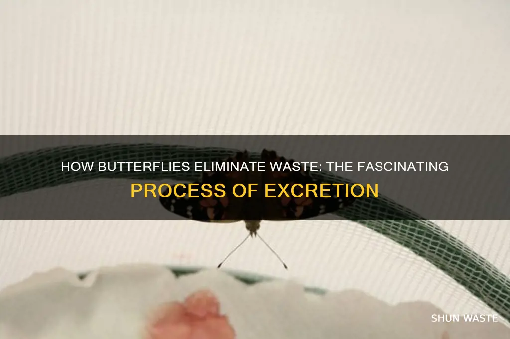 how do butterflies get rid of waste