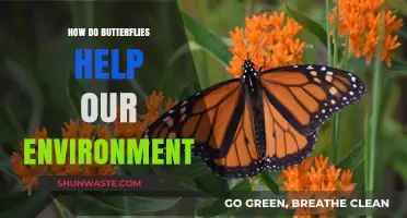 Butterflies: Nature's Tiny Heroes Boosting Ecosystems and Biodiversity