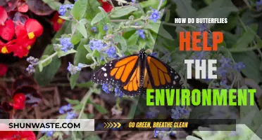 Butterflies' Vital Role: Pollination, Biodiversity, and Ecosystem Health Explained