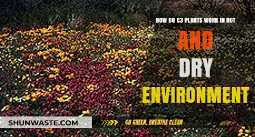 C3 Plants' Survival Strategies in Hot, Arid Climates Explained
