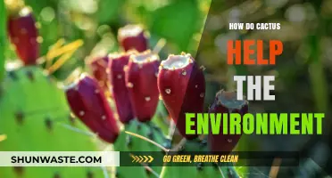 Cactus Power: Unveiling Their Surprising Environmental Benefits and Impact