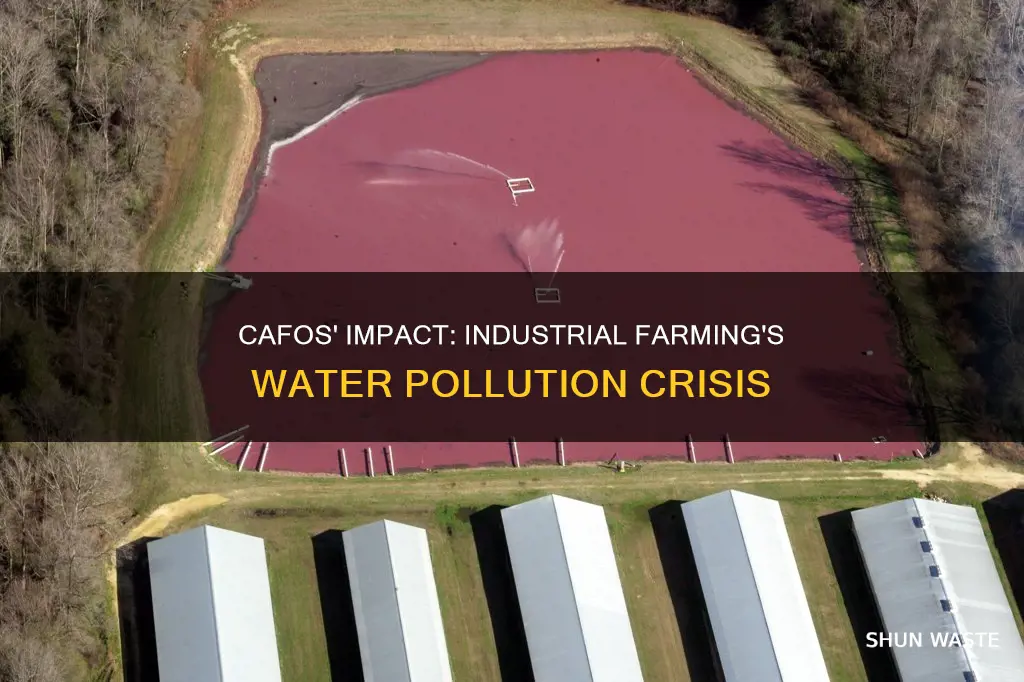 how do cafos pollute water