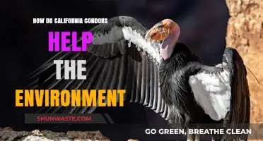 California Condors: Vital Role in Ecosystem Health and Balance