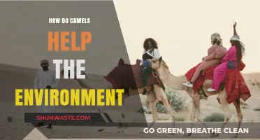 Camels' Eco-Friendly Impact: Sustainable Solutions for a Greener Planet
