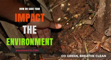Cane Toads' Environmental Impact: Threats, Challenges, and Ecosystem Disruption