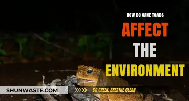 Cane Toads' Environmental Impact: Disruption, Predation, and Ecosystem Imbalance Explained