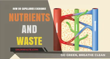 Capillary Exchange: Nutrient Delivery and Waste Removal Explained