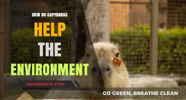 Capybaras' Eco-Friendly Impact: How These Gentle Giants Aid Nature