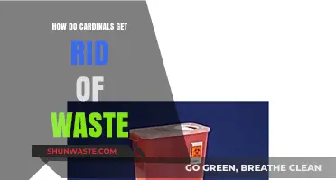 Cardinals' Waste Disposal: Nature's Efficient Methods Explained Simply