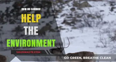 Caribou's Vital Role in Maintaining Healthy Arctic Ecosystems and Biodiversity
